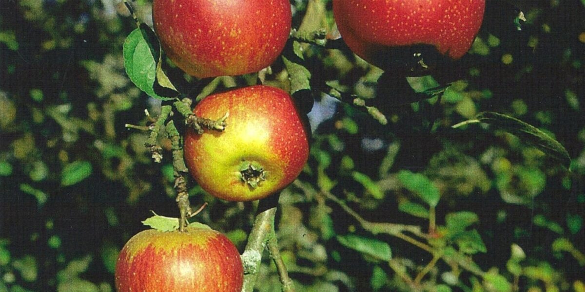 Kooperation mit der BUND Kreisgruppe: Alte Apfelsorten von Streuobstwiesen des Rodderbergs